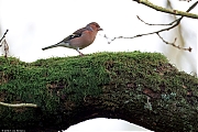 Vink-20250102g14401A1A0999atcrfb-Pannenhoef.jpg