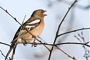 Vink-20250307g14401A1A3025atcrfb-Oude-Buisse-Heide.jpg