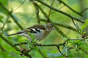 Vink-20250616g14401A1A1024avcrfb-Pannenhoef.jpg