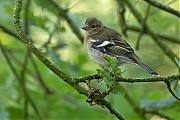 Vink-20250616g14401A1A1030avcrfb-Pannenhoef.jpg