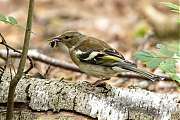 Vink-20250624g14401A1A1084avcrfb-Pannenhoef.jpg