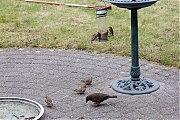 Filename=Vink-Groenling-Keep-Sijs-Merel-20130323g8007X1A5598a.jpg
Filesize=528KiB
Dimensions=800x600
Date added=Mar 23, 2013 Vink-Groenling-Keep-Sijs-Merel-20130323g8007X1A5598a.jpg