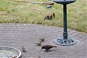 Vink-Groenling-Keep-Sijs-Merel-20130323g8007X1A5598a.jpg