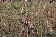 Filename=Vink-rauwenis-20211222g14401A1A4474b-Maxburg.jpg
Filesize=1057KiB
Dimensions=1280x960
Date added=Dec 25, 2021 Vink-rauwenis-20211222g14401A1A4474b-Maxburg.jpg