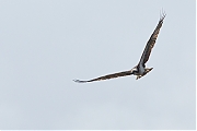 Visarend-20130817g8007X1A8580a.jpg