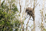 Filename=Visarend_met_jong_Biesbosch_20160726g12807X1A5775a.jpg
Filesize=848KiB
Dimensions=1280x960
Date added=Jul 26, 2016 Visarend_met_jong_Biesbosch_20160726g12807X1A5775a.jpg