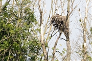 Visarend_met_jong_Biesbosch_20160726g12807X1A5775a.jpg