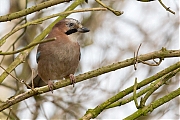 Vlaamse-gaai-20130306g8007X1A5044a.jpg