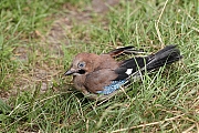 Vlaamse-gaai-20130810g800IMG_9034a.jpg