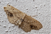 Vlekstipspanner-Idaea-dimidiata-20130726g800IMG_8019b.jpg