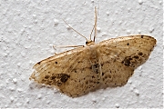 Vlekstipspanner-Idaea-dimidiata-20130726g800IMG_8029a.jpg