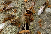 Vliegende-mieren-20150803g1280IMG_1956b.jpg