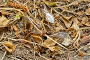 Vliegende-mieren-20150803g1280IMG_1976a.jpg