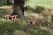 Filename=Vliegenzwam-20191024g14407X1A7494acrfb.jpg
Filesize=1174KiB
Dimensions=1280x960
Date added=Oct 24, 2019 Vliegenzwam-20191024g14407X1A7494acrfb.jpg