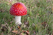 Filename=Vliegenzwam-20191024g14407X1A7496acrfb.jpg
Filesize=1129KiB
Dimensions=1280x960
Date added=Oct 24, 2019 Vliegenzwam-20191024g14407X1A7496acrfb.jpg
