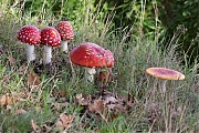 Filename=Vliegenzwam-20191024g14407X1A7497acrfb.jpg
Filesize=1078KiB
Dimensions=1280x960
Date added=Oct 24, 2019 Vliegenzwam-20191024g14407X1A7497acrfb.jpg