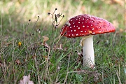 Filename=Vliegenzwam-20191024g14407X1A7502acrfb.jpg
Filesize=904KiB
Dimensions=1280x960
Date added=Oct 24, 2019 Vliegenzwam-20191024g14407X1A7502acrfb.jpg