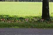 Filename=Vliegenzwam-20191024g14407X1A7509acrfb.jpg
Filesize=1081KiB
Dimensions=1280x960
Date added=Oct 24, 2019 Vliegenzwam-20191024g14407X1A7509acrfb.jpg