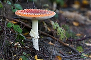 Filename=Vliegenzwam-g12807X1A8970nacrfb.jpg
Filesize=850KiB
Dimensions=1280x960
Date added=Oct 09, 2017 Vliegenzwam-g12807X1A8970nacrfb.jpg