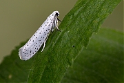 Vogelkersstippelmot-Yponomeuta-evonymella-20130711g800IMG_7168a.jpg