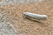 Vogelkersstippelmot-Yponomeuta-evonymella-20150702g1280_MG_0761a.jpg