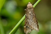 Voorjaarsboomspanner-Alsophila-aescularia-20140224g800IMG_1180a.jpg