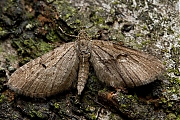 Voorjaarsdwergspanner-Eupithecia-abbreviata-20130608g800IMG_6427a.jpg