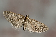 Voorjaarsdwergspanner-Eupithecia-abbreviata-20140405g800IMG_2526a.jpg