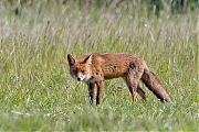 Filename=Vos-20160519g12807X1A5667b.jpg
Filesize=1007KiB
Dimensions=1280x960
Date added=May 19, 2016 Vos-20160519g12807X1A5667b.jpg