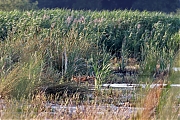 Filename=Vos-20230615g14401A1A7933aocrfb-Calfven.jpg
Filesize=1002KiB
Dimensions=1280x960
Date added=Jun 17, 2023 Vos-20230615g14401A1A7933aocrfb-Calfven.jpg