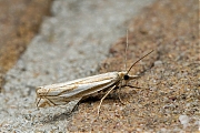 Vroege-grasmot-Crambus-lathoniellus-20150626g1280_MG_0423a.jpg