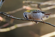 Vuurgoudhaan-20250401g14401A1A49854atcrfb-Oude-Buisse-Heide.jpg