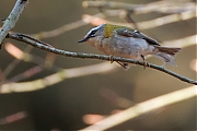 Vuurgoudhaan-20250401g14401A1A4988atcrfb-Oude-Buisse-Heide.jpg