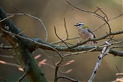 Vuurgoudhaan-20250401g14401A1A5020otcrfb-Oude-Buisse-Heide.jpg