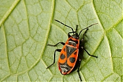 Filename=Vuurwants-Pyrrhocoris-apterus-20140623g800IMG_5321a.jpg
Filesize=446KiB
Dimensions=800x600
Date added=Jun 23, 2014 Vuurwants-Pyrrhocoris-apterus-20140623g800IMG_5321a.jpg