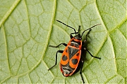 Vuurwants-Pyrrhocoris-apterus-20140623g800IMG_5321a.jpg