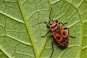 Filename=Vuurwants-Pyrrhocoris-apterus-20140623g800IMG_5328a.jpg
Filesize=474KiB
Dimensions=800x600
Date added=Jun 23, 2014 Vuurwants-Pyrrhocoris-apterus-20140623g800IMG_5328a.jpg