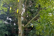 Walnootboorvlieg-20260720g1440bcrfb-Tuin.jpg