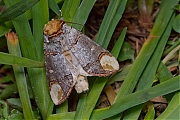 Wapendrager-Phalera-bucephala-20140525g1280IMG_4324a.jpg