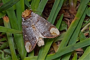 Wapendrager-Phalera-bucephala-20140525g1280IMG_4324a.jpg