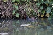 Filename=Waterhoen-20190520g1280YSXX4983a.jpg
Filesize=985KiB
Dimensions=1280x960
Date added=May 29, 2019 Waterhoen-20190520g1280YSXX4983a.jpg