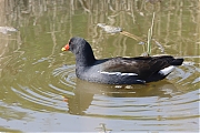 Filename=Waterhoen-20220323g14401A1A9478a-Keilaaghoogte-Colijnsplaat.jpg
Filesize=667KiB
Dimensions=1280x960
Date added=Mar 29, 2022 Waterhoen-20220323g14401A1A9478a-Keilaaghoogte-Colijnsplaat.jpg