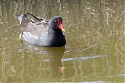 Filename=Waterhoen-20220323g14401A1A9517a-Keilaaghoogte-Colijnsplaat.jpg
Filesize=688KiB
Dimensions=1280x960
Date added=Mar 29, 2022 Waterhoen-20220323g14401A1A9517a-Keilaaghoogte-Colijnsplaat.jpg