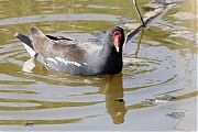 Filename=Waterhoen-20220323g14401A1A9524a-Keilaaghoogte-Colijnsplaat.jpg
Filesize=654KiB
Dimensions=1280x960
Date added=Mar 29, 2022 Waterhoen-20220323g14401A1A9524a-Keilaaghoogte-Colijnsplaat.jpg