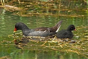 Filename=Waterhoen-2090808g1280P1070536na.jpg
Filesize=790KiB
Dimensions=1280x960
Date added=Aug 14, 2019 Waterhoen-2090808g1280P1070536na.jpg