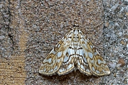 Waterleliemot_Elophila_nymphaeata-20140827g1024IMG_6344a.jpg