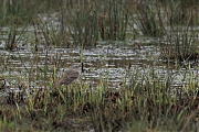 Waterpieper-20250322g14401A1A4212atcrfb-De-Matjens.jpg