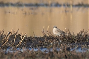 Waterpieper-20250327g14401A1A4752acrfb-De-Matjens.jpg