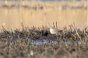 Waterpieper-20250327g14401A1A4778acrfb-De-Matjens.jpg