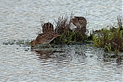 Watersnip-20100821P1150072a.jpg